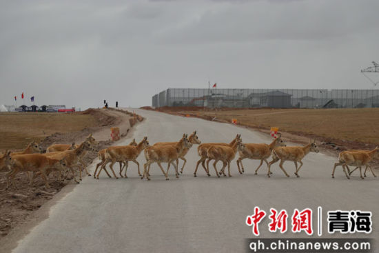 图为可可西里迁徙的藏羚羊在公安干警守护下安全穿越青藏公路。可可西里自然保护区公安局供图 图为可可西里迁徙的藏羚羊在公安干警守护下安全穿越青藏公路。可可西里自然保护区公安局供图