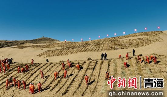 图为治沙现场。都兰县委宣传部 供图 图为治沙现场。都兰县委宣传部 供图