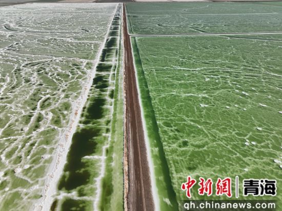 图为位于青海省海西蒙古族藏族自治州大柴旦行委境内的西台吉乃尔盐湖盐场。张忠苹摄 图为位于青海省海西蒙古族藏族自治州大柴旦行委境内的西台吉乃尔盐湖盐场。张忠苹摄