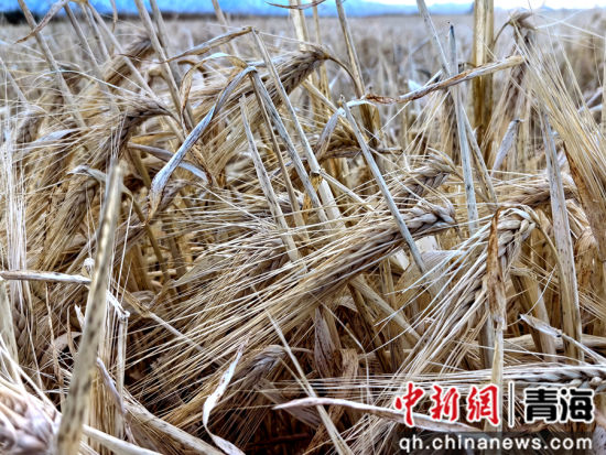 图为青稞成熟。马铭言 摄 图为青稞成熟。马铭言 摄