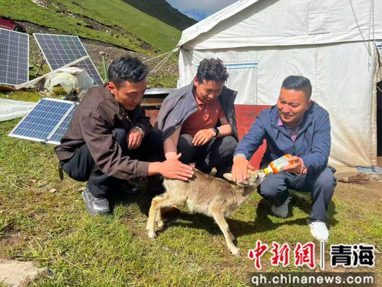 图为工作人员救护一只受伤落单的幼年岩羊。德吉卓玛供图 图为工作人员救护一只受伤落单的幼年岩羊。德吉卓玛供图