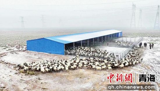图为养殖合作社的羊群。肖玉珍供图 图为养殖合作社的羊群。肖玉珍供图