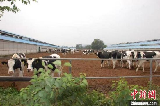 青海生态畜牧业生产技术集成方式国内领先 实现增收3000余万元