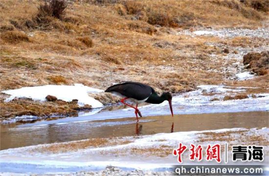 珍稀鸟类黑鹳在青海河南县过冬