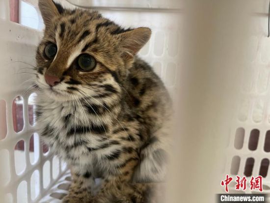 青海称多警方救助国家二级保护动物豹猫