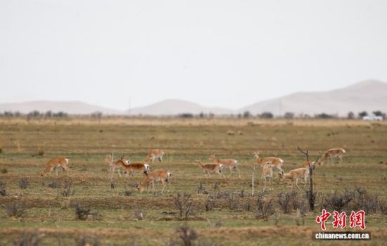 202465գȺԭຣʡݸղعڵĲԭ(˻Ƭ)   