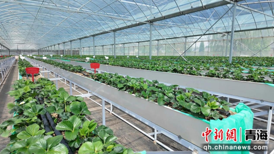 ͼΪ��ݮ���Ҵ��������ί��������ͼ