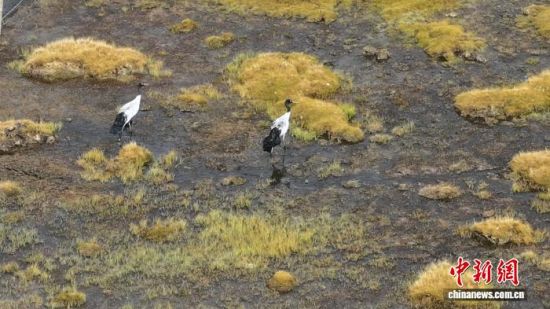 ����ͼΪ�ھ������ຣ����¡��̲������Ҫʪ����ʳ���������� ��