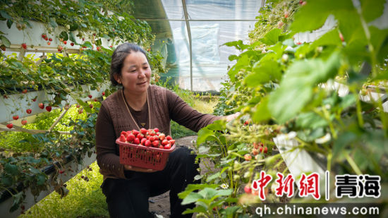 ͼΪ���ز�ݮ��ֲ����ӭ����ժ������������ί��������ͼ